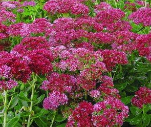 'Autumn Fire' sedum from easytogrowbulbs.com