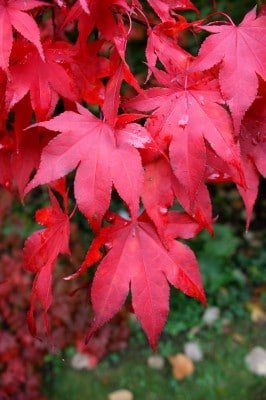 Japanese maple (Photo by Brendan Zwelling)