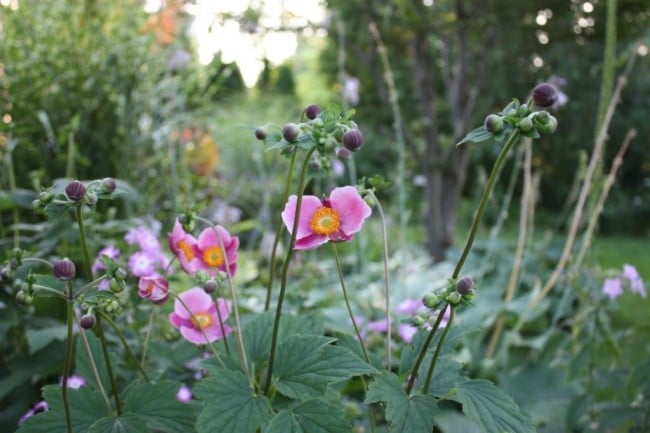 Anemone (Photo by Brendan Zwelling)