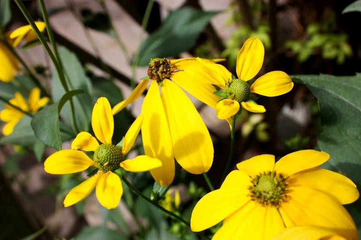 Rudbeckia nitida 'Herbstonne' (Photo by Brendan Zwelling)