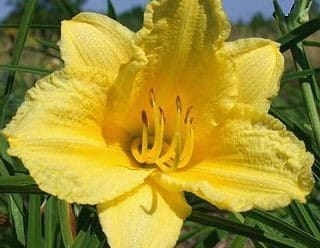 'Happy Returns' daylily