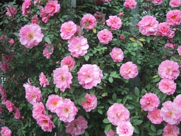 Winter protection helps roses survive winter. (Garden Making photo)