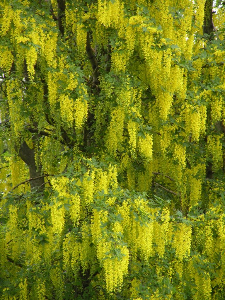 Laburnum tree in flower. Garden Making photo.