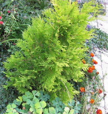 Dwarf yellow cedar