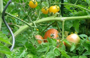 Cherry tomatoes on vine