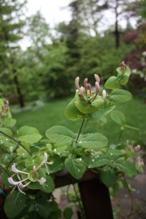 Honeysuckle (Photo by Brendan Adam-Zwelling)