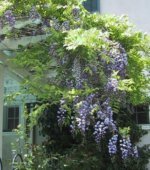 Wisteria (Garden Making photo)