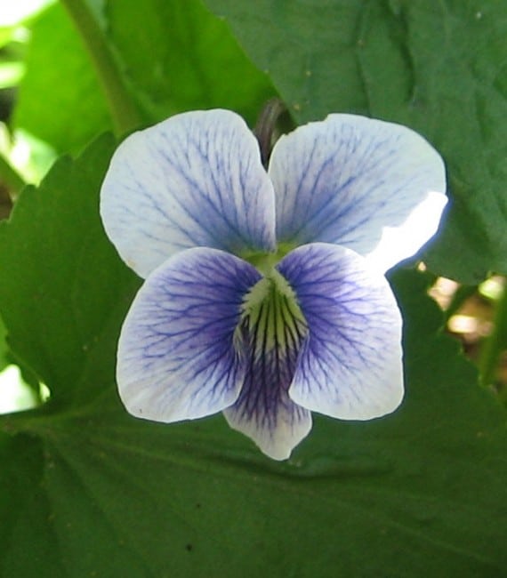 Confederate Violet (Photo by Judith Adam)