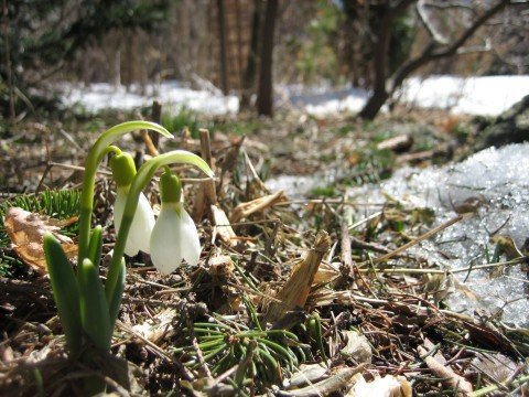 Snowdrops (Photo by Judith Adam)