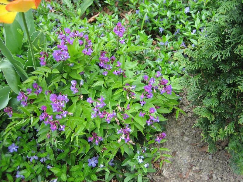 Spring vetchling in flower (Photo by Judith Adam)