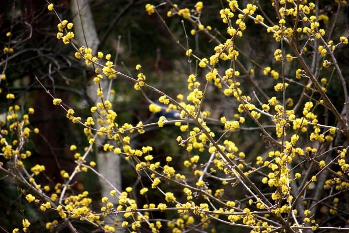 Cornelian cherry dogwood (Photo by Judith Adam)