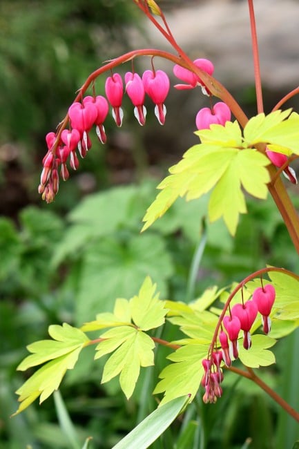 'Gold Heart' bleeding-heart (Photo by Brendan Zwelling)