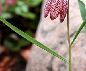 Snakehead fritillary (Photo by Brendan Zwelling)