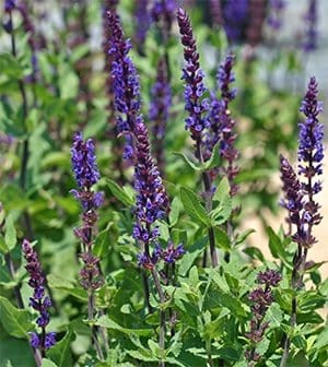 'Caradonna' salvia (Photo courtesy of How Sweet It Is, howsweetproduce.com)