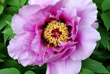 Mauve tree peony (Photo by Brendan Zwelling)