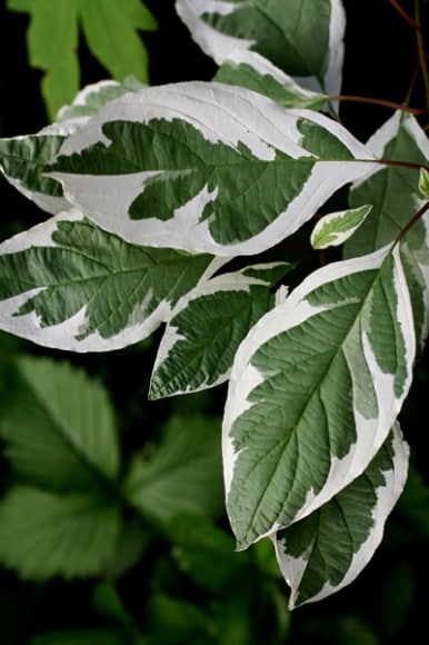 Ivory Halo dogwood (Photo by Brendan Zwelling)