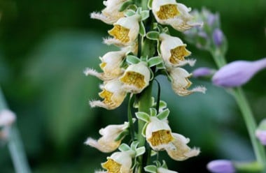 Rusty foxglove (Photo by Brendan Zwelling)