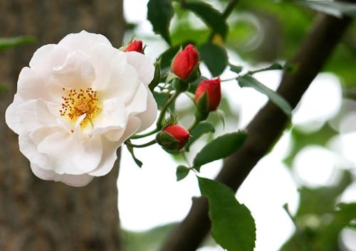 'Clair Matin' rose (Photo by Brendan Zwelling)