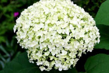 'Annabelle' hydrangea (Photo by Brendan Zwelling)