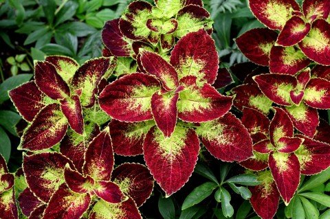 'Wine Dipt' coleus grows well in bright shade. (Photo by Brendan Zwelling)