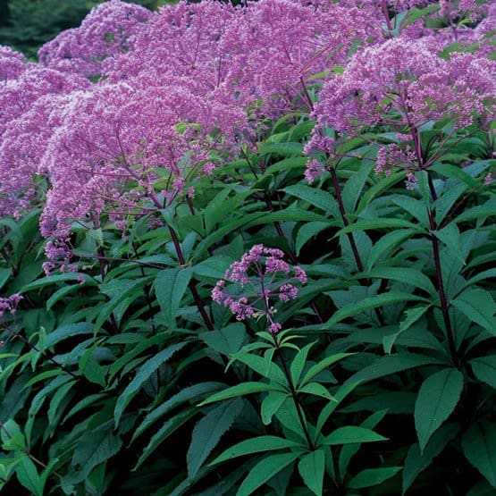 Eupatorium 'Gateway' (Photo curiosity of howsweetproduce.com)