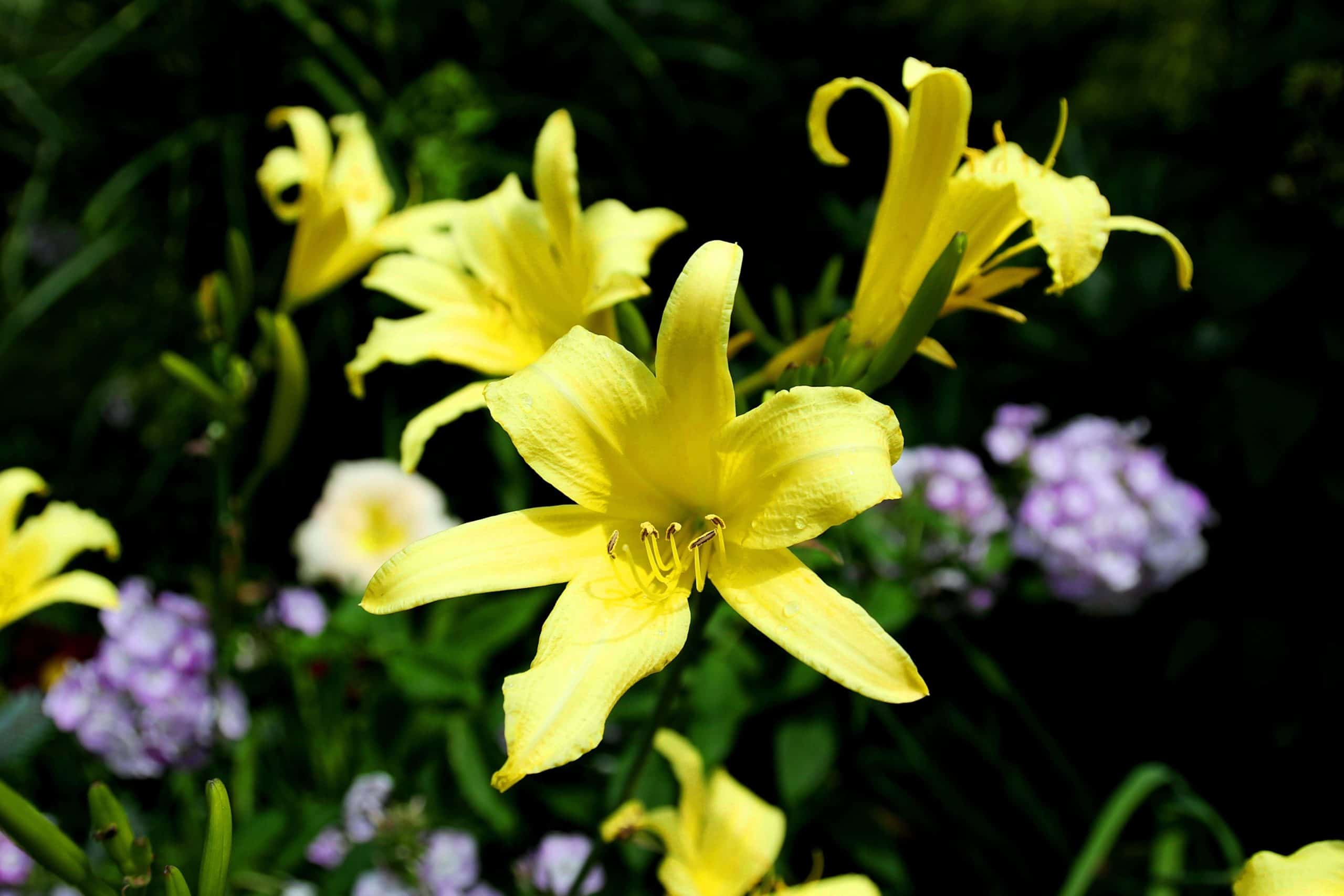 'Hyperion' daylilies (Photo by Brendan Zwelling)