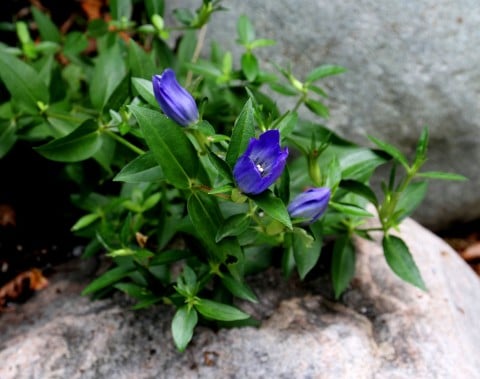 Easy-to-grow Japanese gentian. (Photo by Brendan Zwelling)