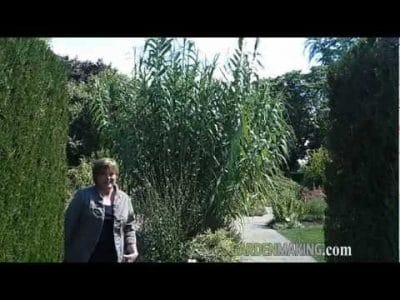 ornamental-grasses-beckie-fox