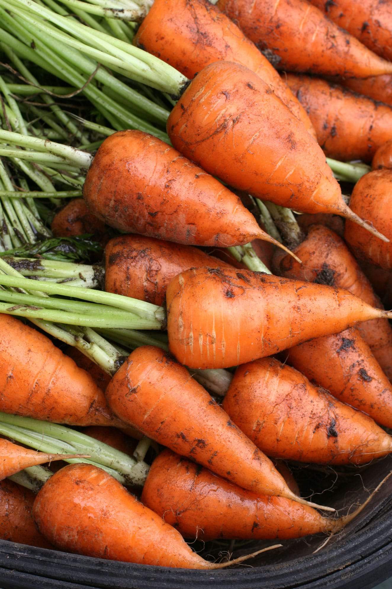 Freshly pulled Chantenay carrots. (Photo courtesy of www.chantenay.co.uk)