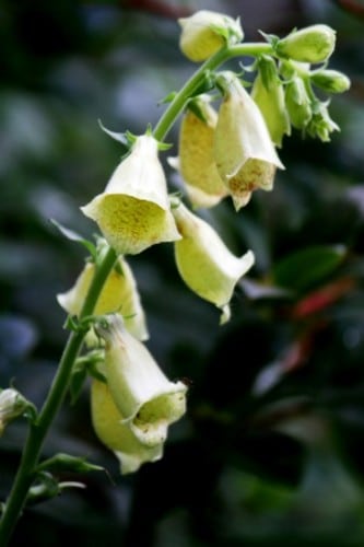 Long-blooming straw foxglove is reliably perennial. (Photo by Brendan Zwelling)