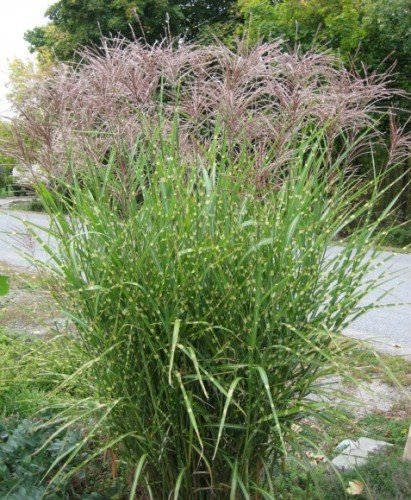 Long-blooming straw foxglove is reliably perennial. (Photo by Brendan Zwelling)