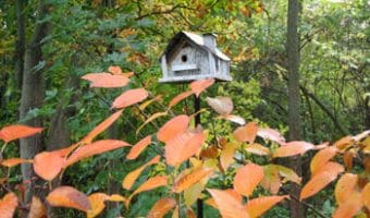 Treasure autumn leaves; they're an important source of nutrients for the garden. (Garden Making photo)