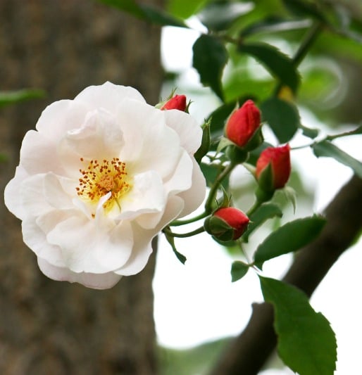 'Claire Matin' rose still blooming in late October. (Photo by Brendan Adam-Zwelling)