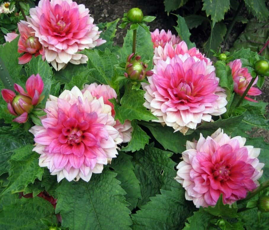 'Berliner Kleene' dahlia. (Garden Making photo)