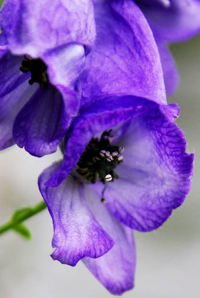 Deep blue monkshood with striking black stamens. (Photo by Brendan Zwelling)