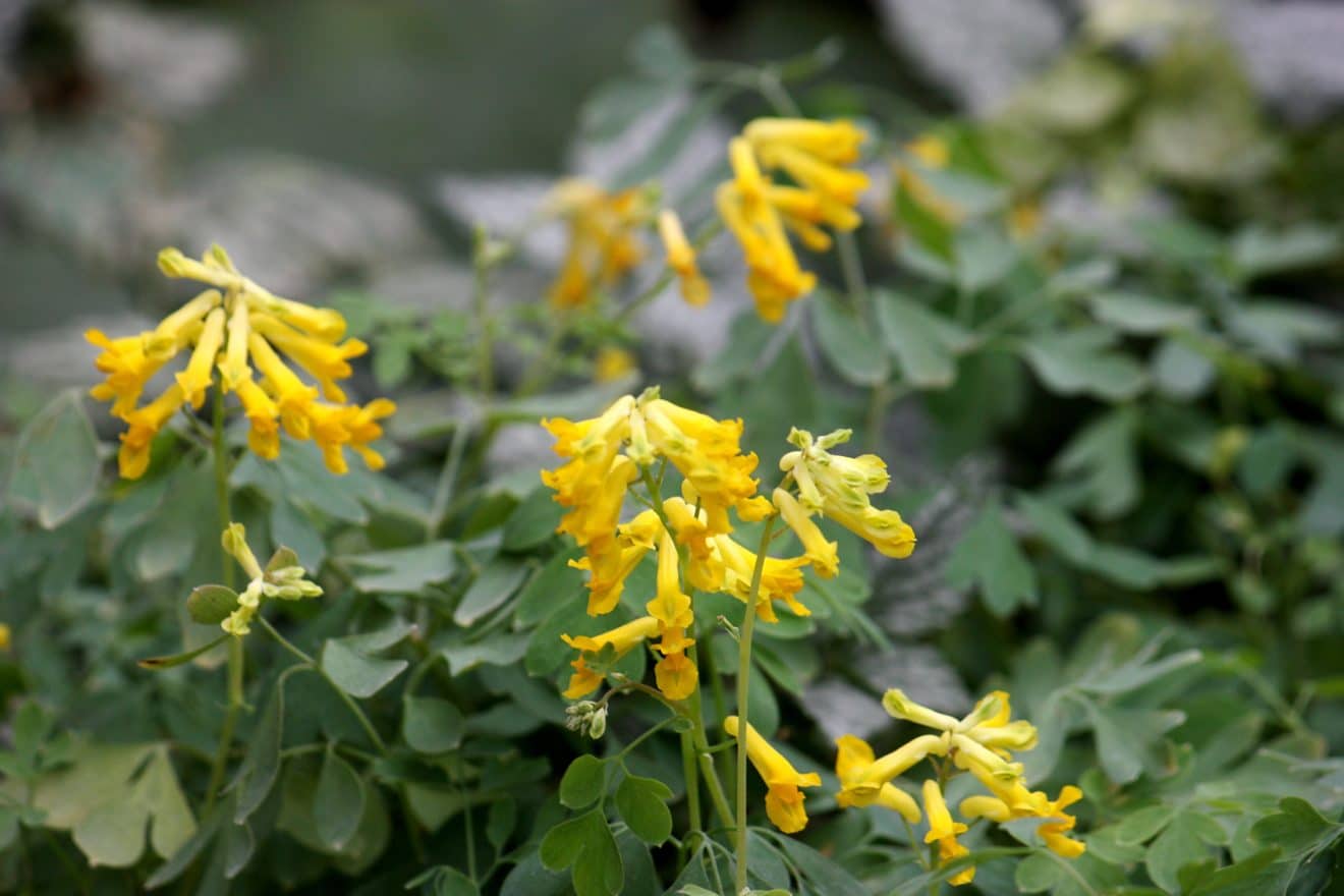 Long-blooming pale corydalis. (Photo by Brendan Zwelling)