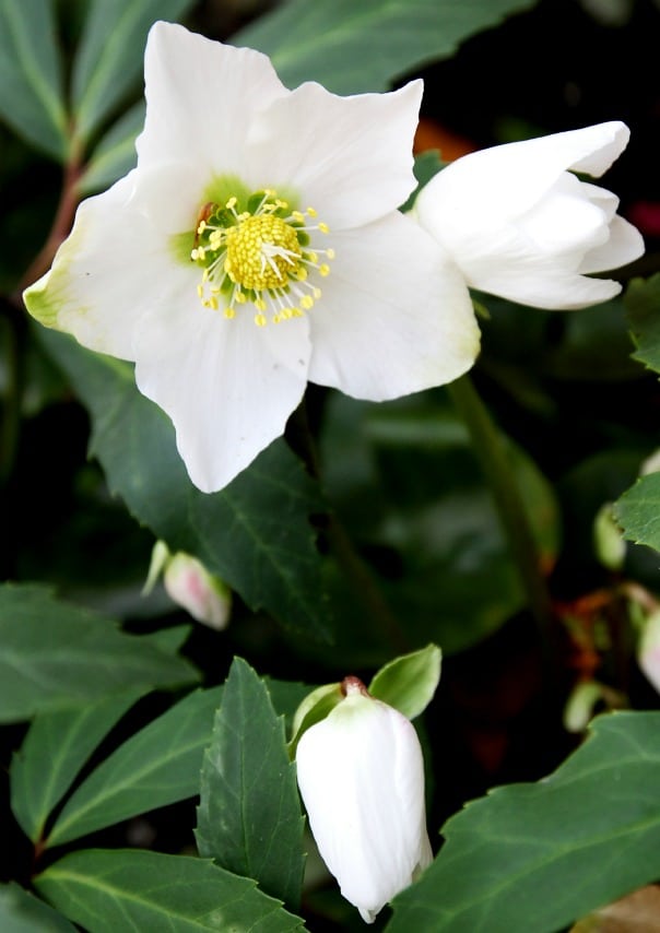 'Praecox' hellebore blooming in November. (Photo by Brendan Zwelling)