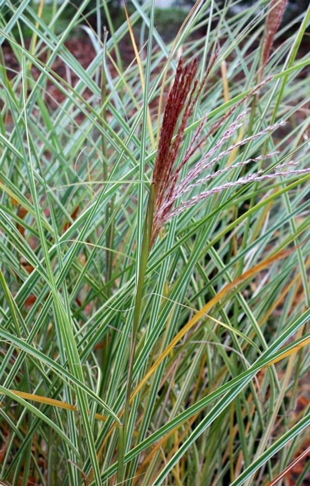 Variegated 'Morning Light' is a clump-forming ornamental grass. (Photo by Brendan Zwelling)