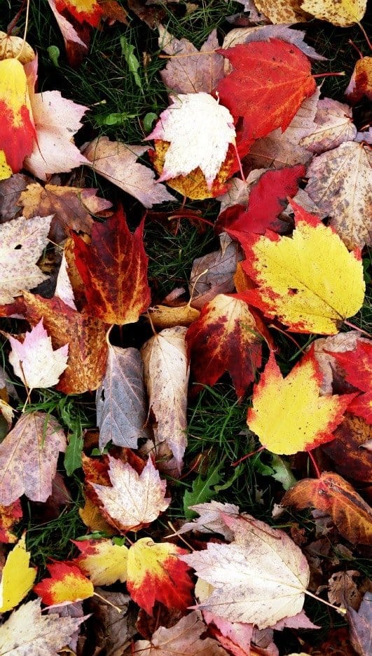 Incorporating leaves into the soil is a good way to boost plant health. (Photo by Brendan Zwelling)