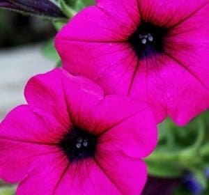 Purple Wave petunia. Photo by Brendan Adam-Zwelling