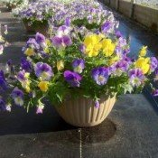 Plentifall pansies. Photo courtesy of stokeseed.com