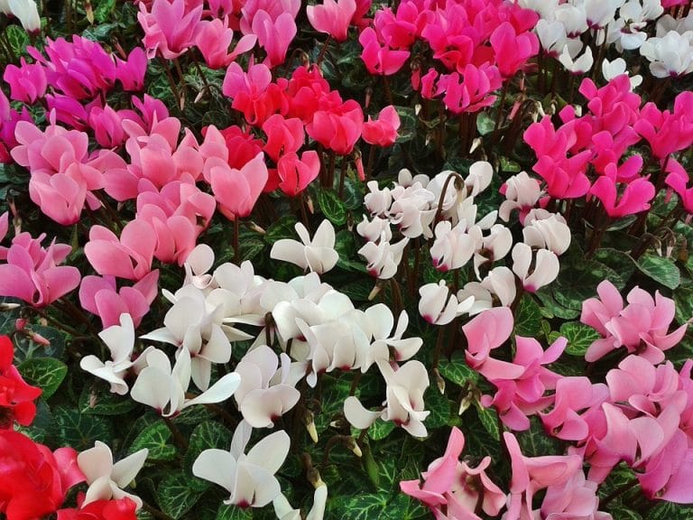 Brightly coloured cyclamen (Photo from Pixabay)