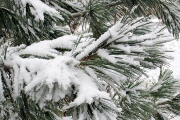 ‘Vanderwolf’s Pyramid’ limber pine. Photo by Judith Adam