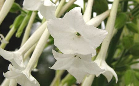 Nicotiana sylvestris. Photo from Wikimedia