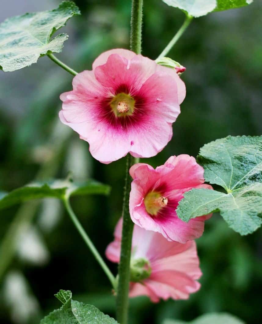 Fig leaf hollyhocks rarely suffer from rust disease. (Photo by Brendan Zwelling)