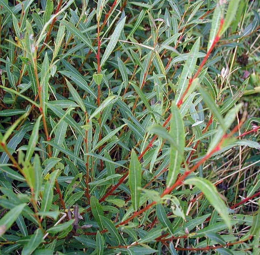 Arctic blue-leaf willow. Photo courtesy of Wiki-media.