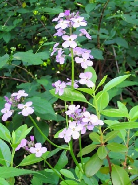 Sweetly scented dame's rocket. Photo by Brendan Zwelling