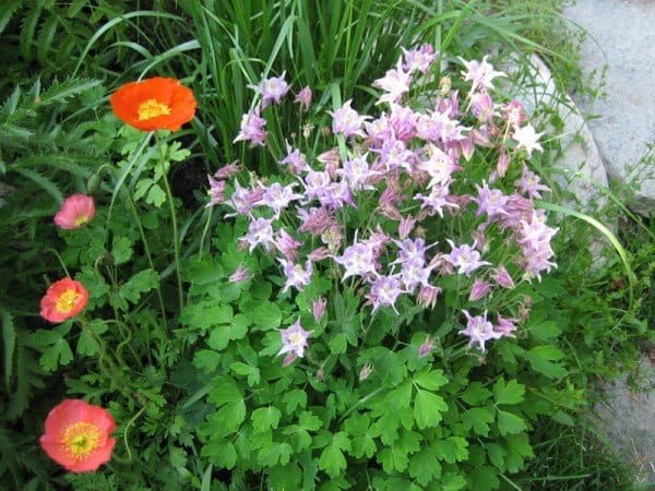 Japanese fan-leaved columbine and poppies. Photo by Brendan Zwelling