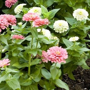 Zinnias (Garden Making photo)