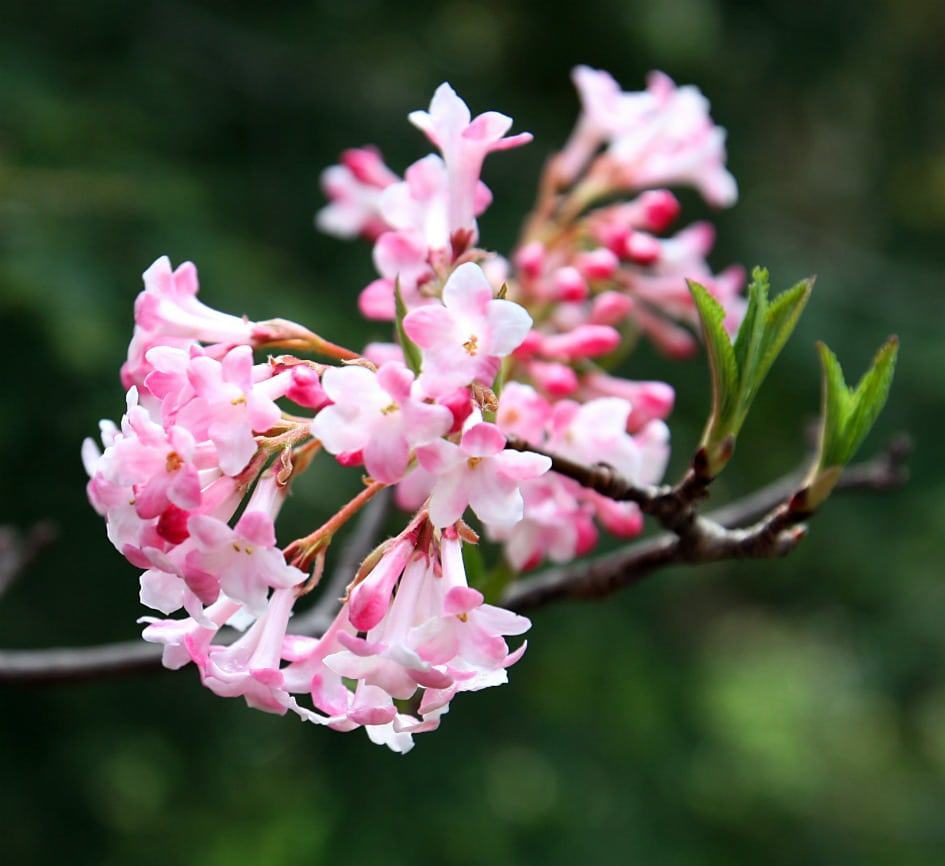 'Charles Lamont' viburnum is an early-blooming shrub. Photo by Brendan Zwelling